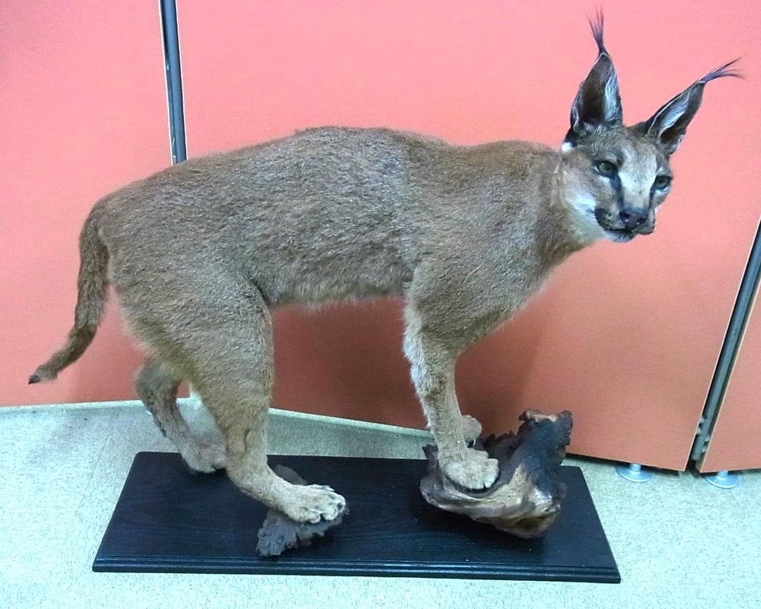 高品質 カラカル（Caracal）の全身剥製 B　※CITES・登録票付