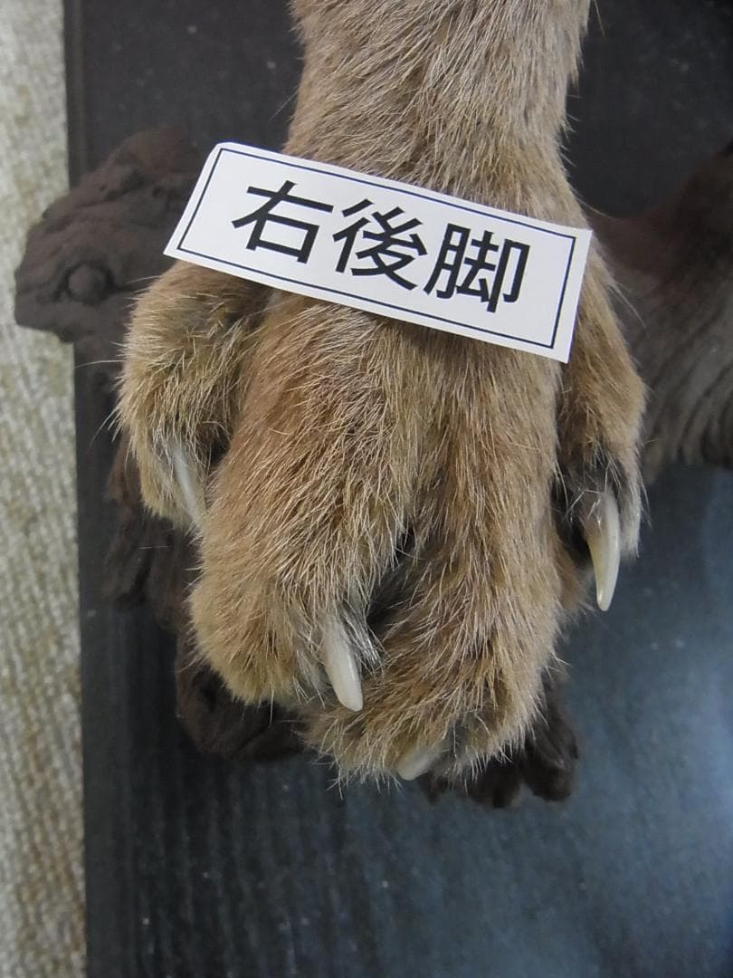 高品質 カラカル（Caracal）の全身剥製 B　※CITES・登録票付