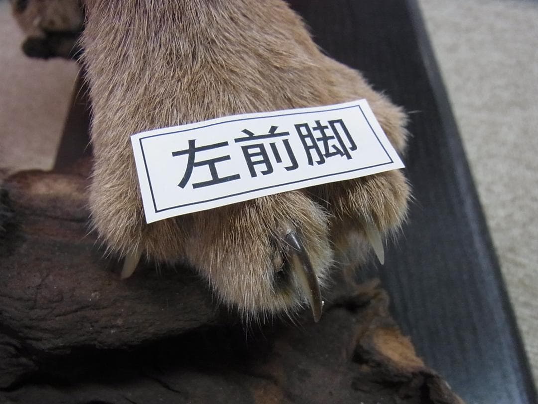 高品質 カラカル（Caracal）の全身剥製 B　※CITES・登録票付