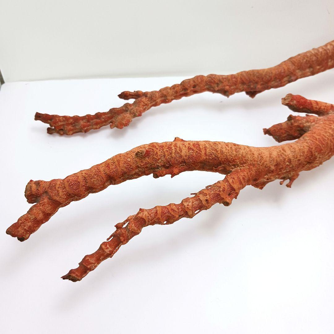 Y2966 特大55㎝ アップル珊瑚 イソバナ珊瑚 原木