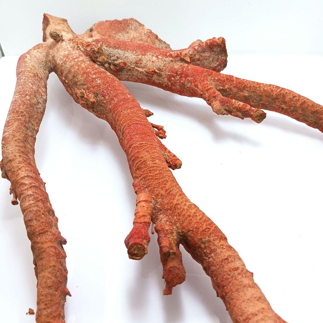 Y2966 特大55㎝ アップル珊瑚 イソバナ珊瑚 原木