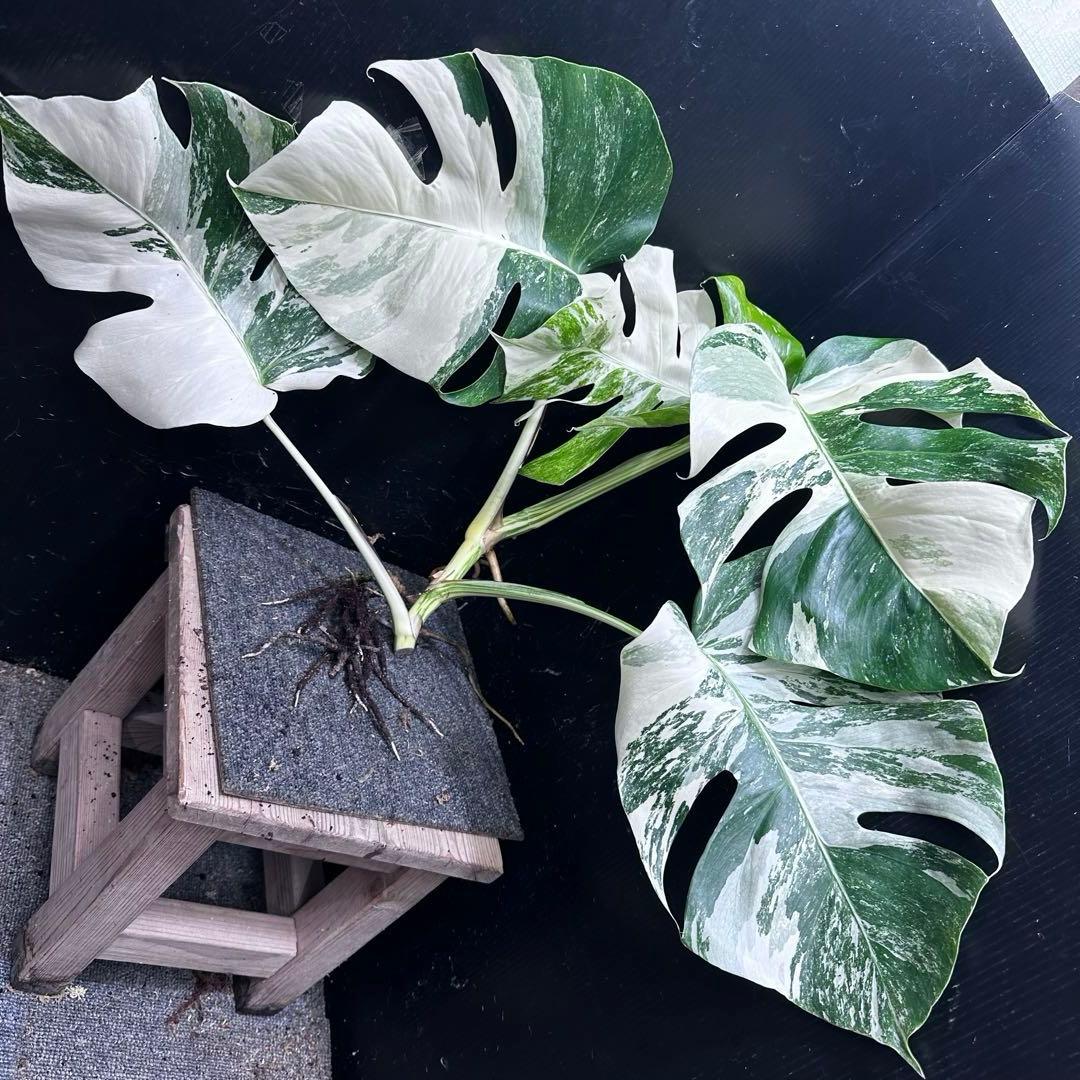 a*8様 斑入りモンステラホワイトタイガートップカット葉っぱ5枚付幅69㎝希少ベ