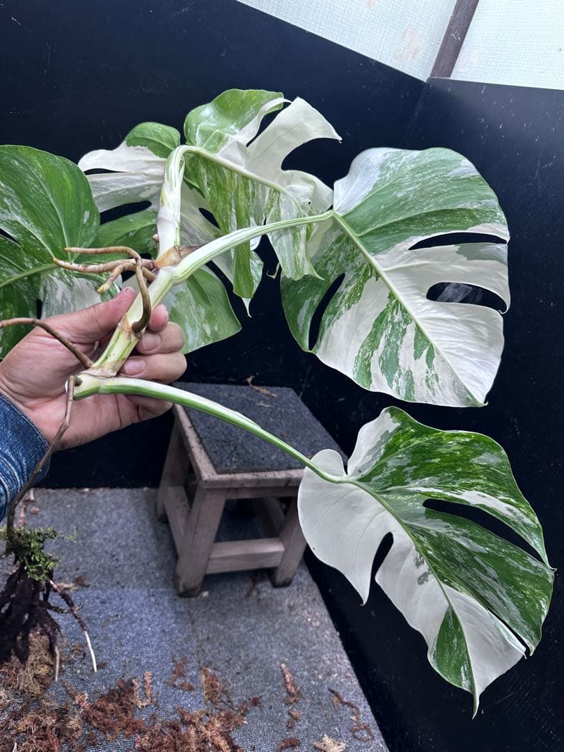 a*8様 斑入りモンステラホワイトタイガートップカット葉っぱ5枚付幅69㎝希少ベ