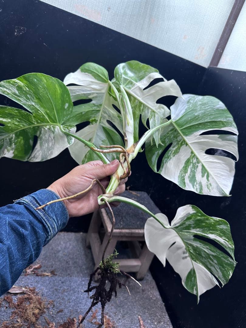 a*8様 斑入りモンステラホワイトタイガートップカット葉っぱ5枚付幅69㎝希少ベ