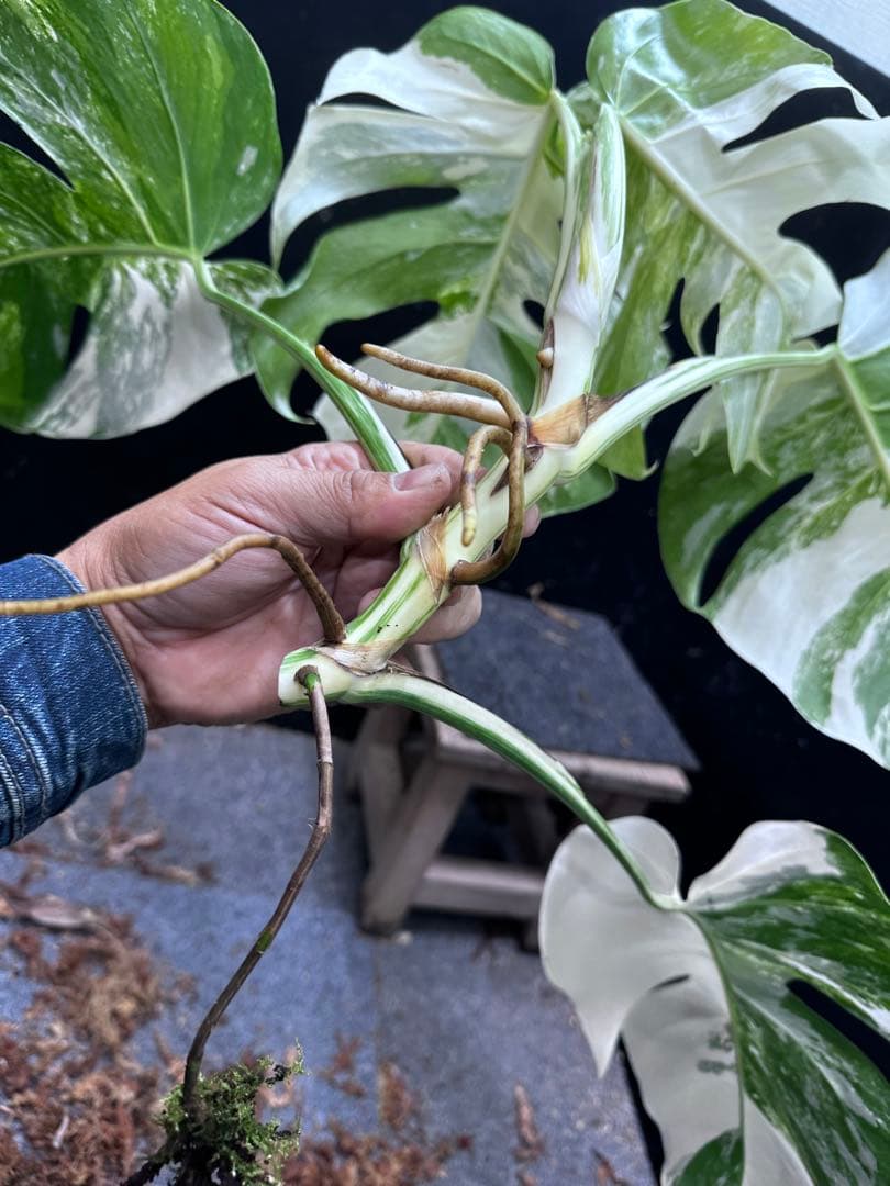 a*8様 斑入りモンステラホワイトタイガートップカット葉っぱ5枚付幅69㎝希少ベ
