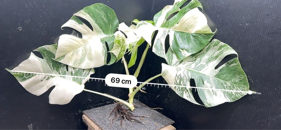 a*8様 斑入りモンステラホワイトタイガートップカット葉っぱ5枚付幅69㎝希少ベ