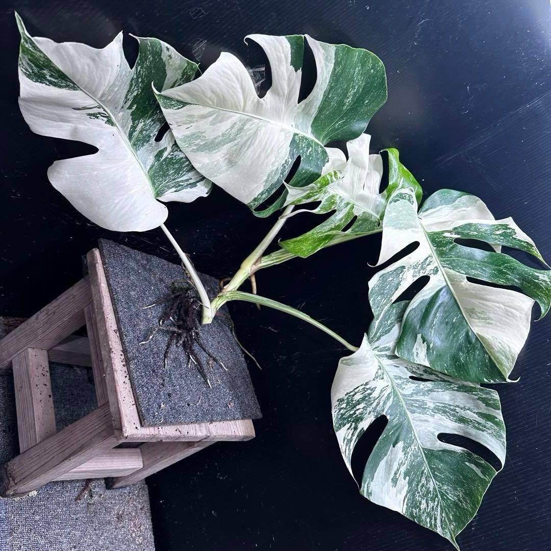 a*8様 斑入りモンステラホワイトタイガートップカット葉っぱ5枚付幅69㎝希少ベ
