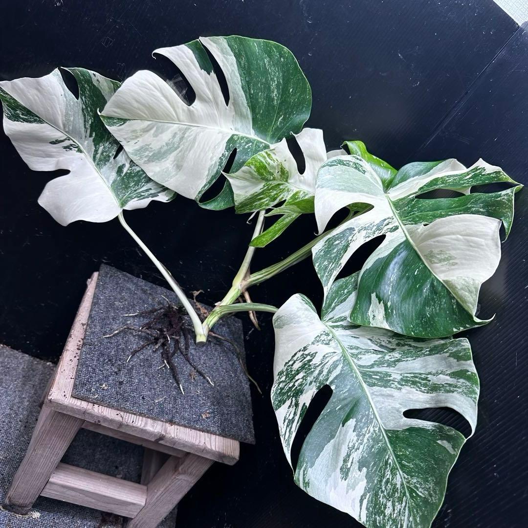 a*8様 斑入りモンステラホワイトタイガートップカット葉っぱ5枚付幅69㎝希少ベ