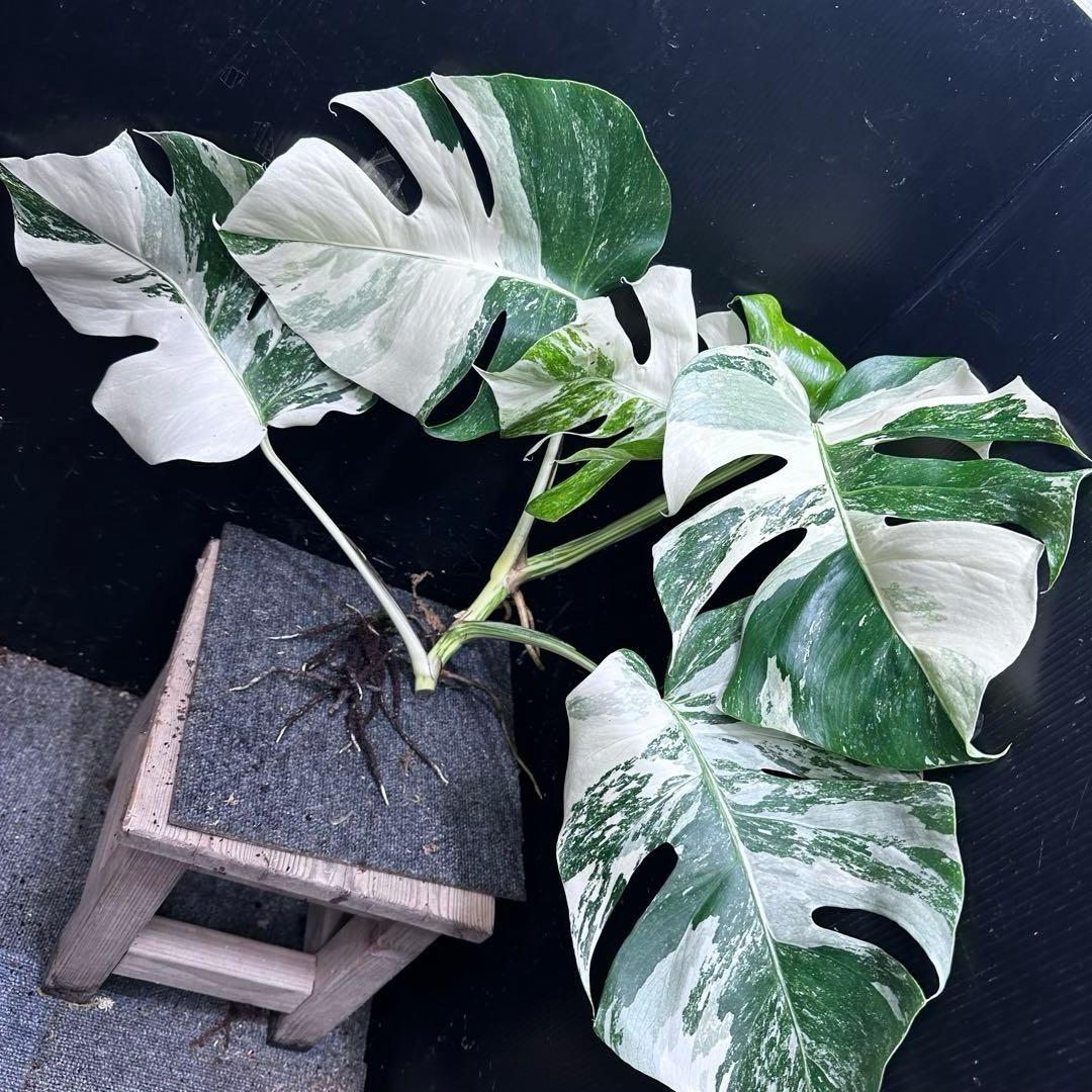 a*8様 斑入りモンステラホワイトタイガートップカット葉っぱ5枚付幅69㎝希少ベ