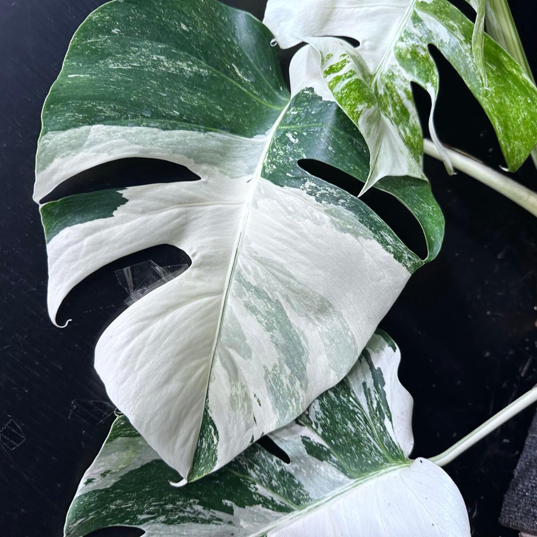 a*8様 斑入りモンステラホワイトタイガートップカット葉っぱ5枚付幅69㎝希少ベ