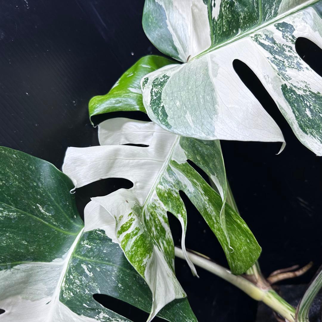 a*8様 斑入りモンステラホワイトタイガートップカット葉っぱ5枚付幅69㎝希少ベ