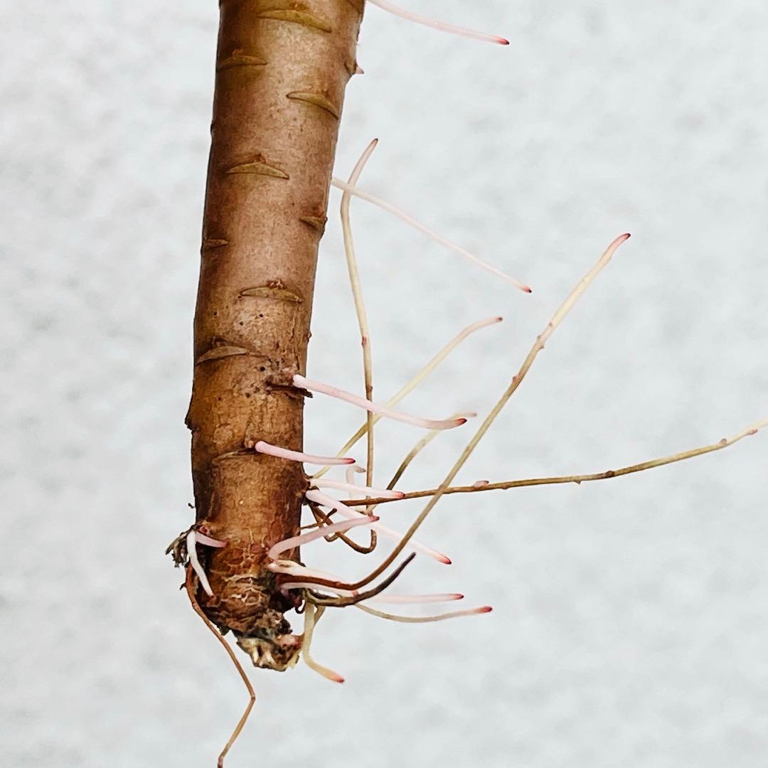29.【現品　微根】バンクェット　茎曲がり・葉焼け・傷有り　大きい‼️ レア