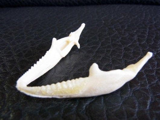 高品質！フトアゴヒゲトカゲ 頭骨（頸椎付）