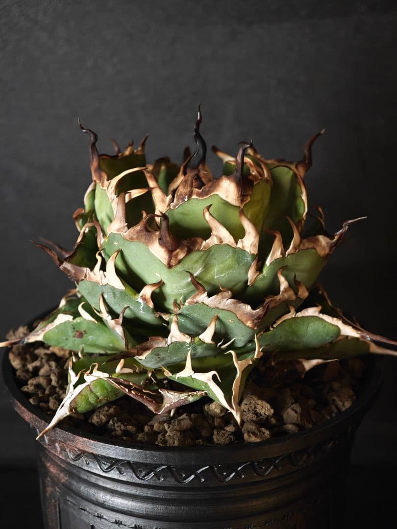 nekoさん専用 アガベ チタノタ ハデス 親株