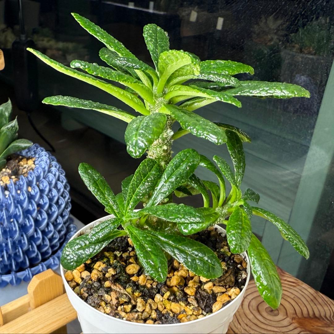 2024年8.2生まれ⭐️ドルステニアギガス実生⭐️めちゃ元気！極上美苗美品発根済