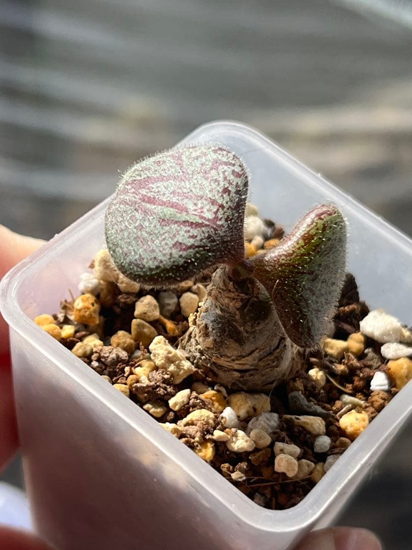 チレコドン ノルティー Tylecodon nolteei