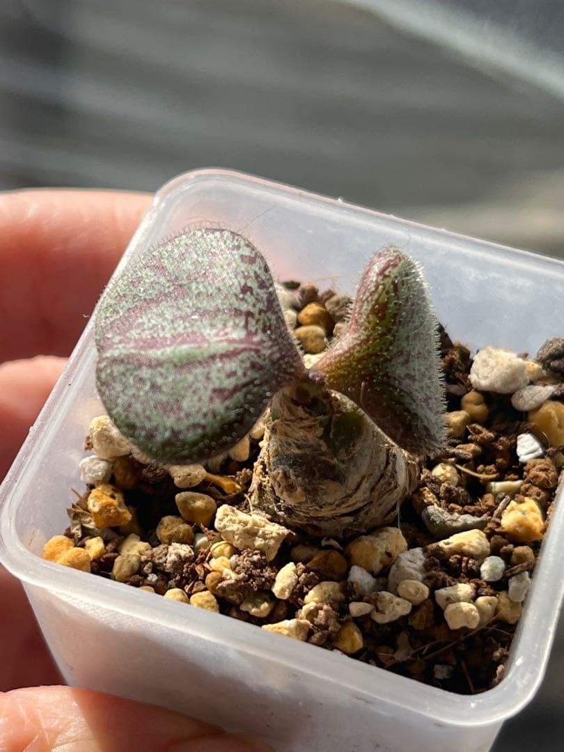 チレコドン ノルティー Tylecodon nolteei