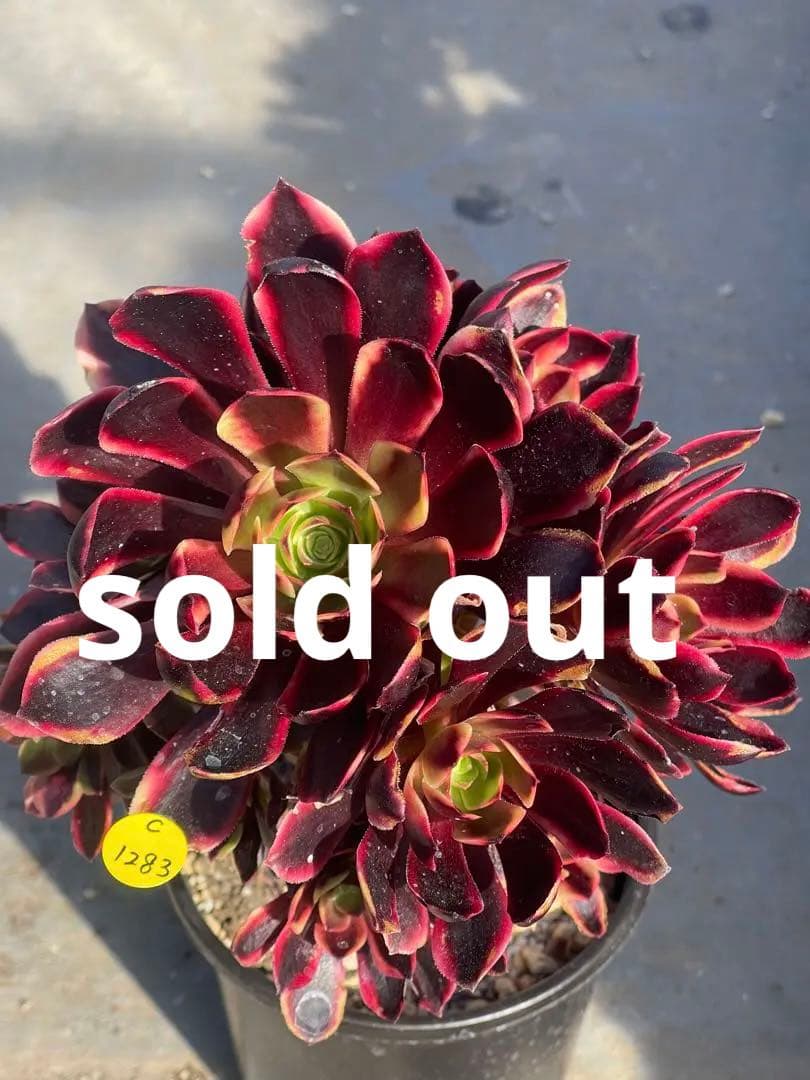 多肉植物アエオニウム  ꕤ欧嘉麗法師錦ꕤ木立、高足 (大苗群生19頭以上）