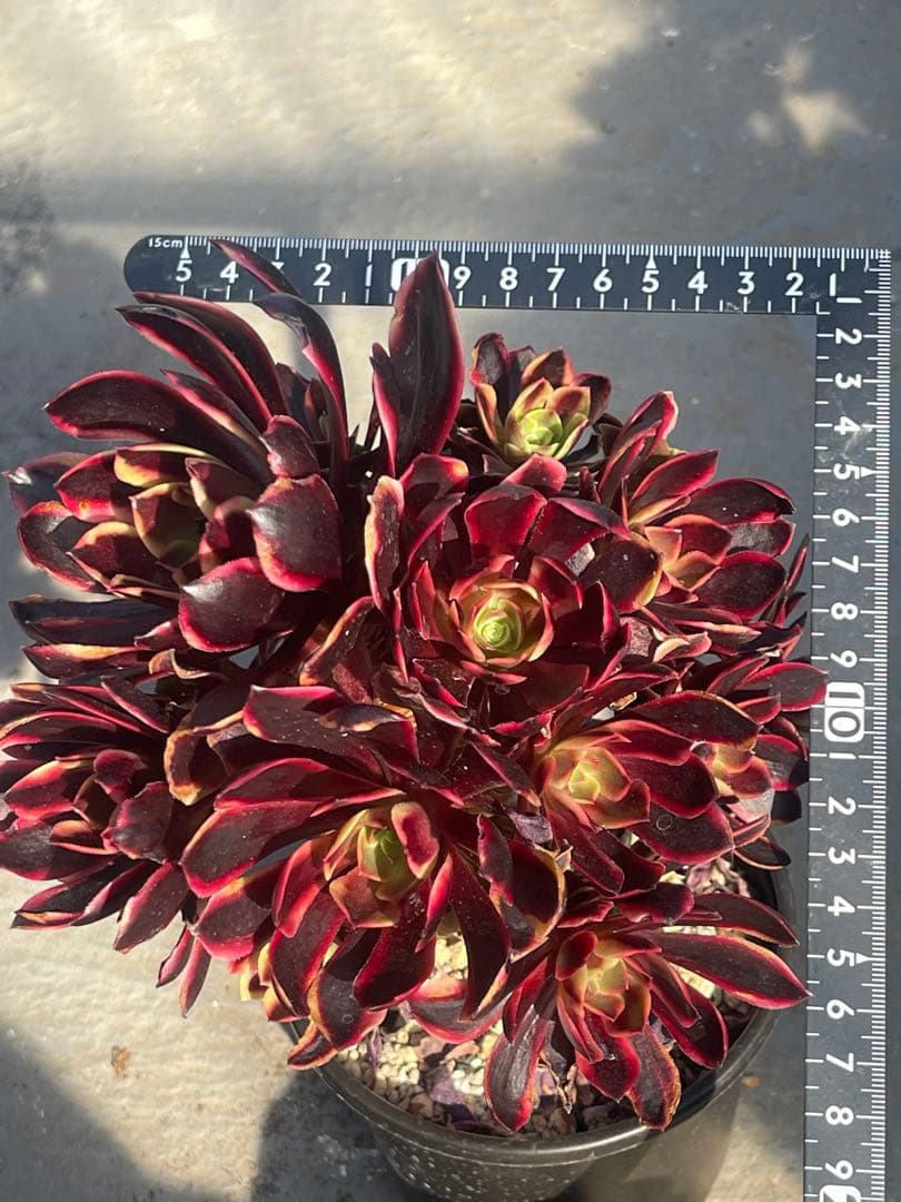 多肉植物アエオニウム  ꕤ欧嘉麗法師錦ꕤ木立、高足 (大苗群生19頭以上）