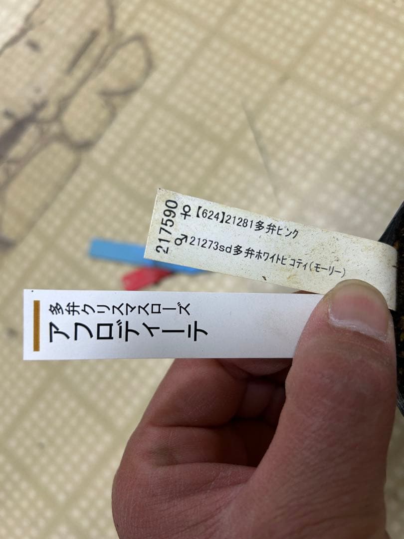 加藤農園 アフロディーテ クリスマスローズ 同梱可能