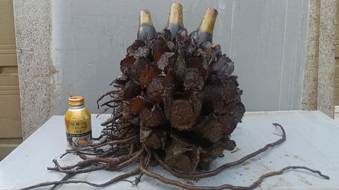 亜熱帯のシダ　リュウビンタイ　奄美大島産　巨大株