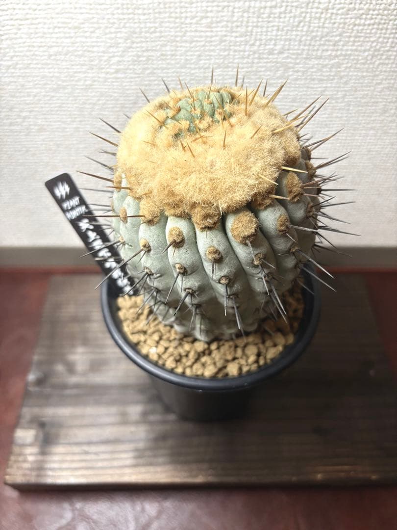 孤竜丸　コピアポア　コルムナアルバ　自根　鉢付き