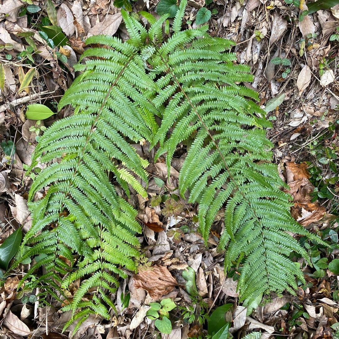 みかん箱3箱分　松40cm目安　ダンボールパンパンに詰めます