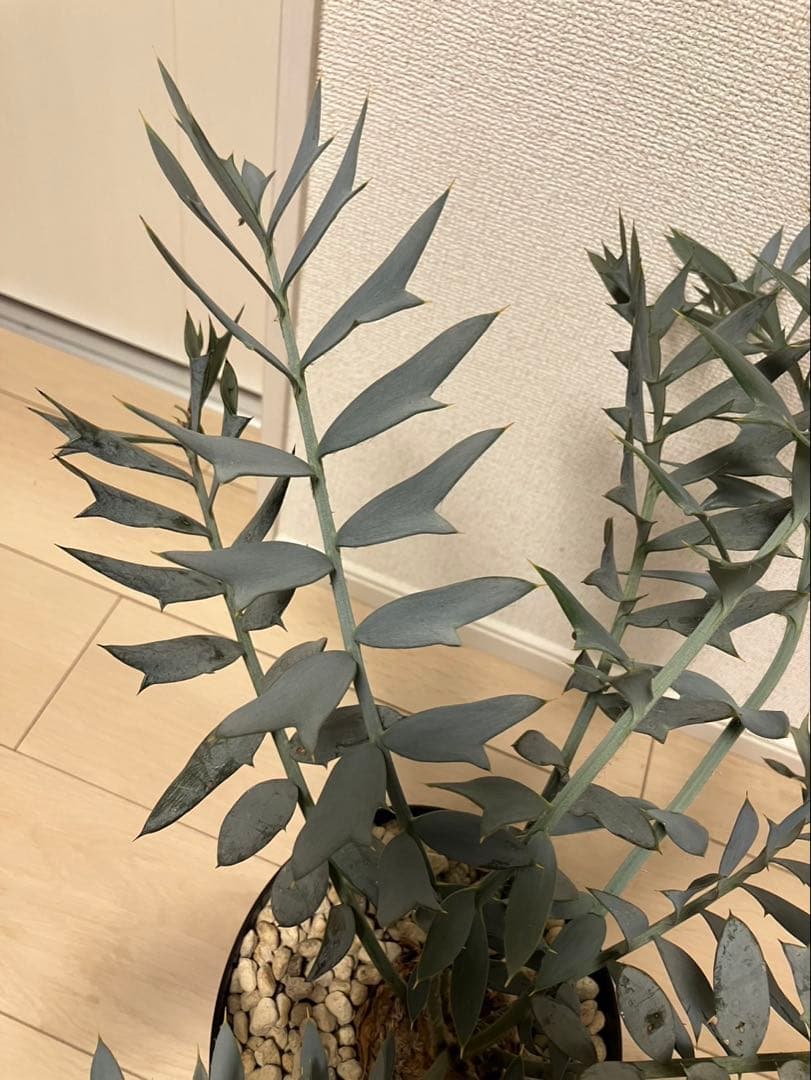 南アフリカ産Encephalartos エンセファラルトス　ホリダス　発根済み