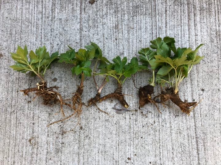 明日葉抜き苗【B】