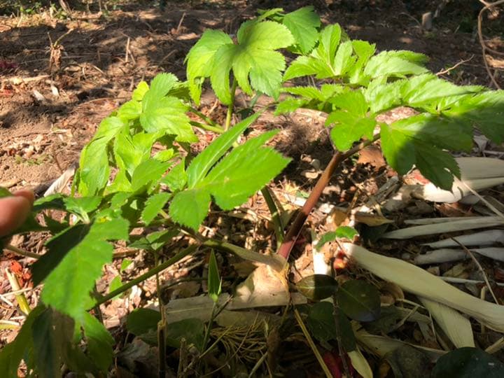 明日葉抜き苗【B】