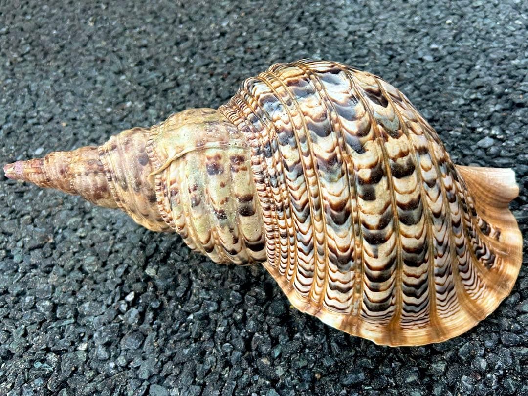 法螺貝　38cm (直線35.8cm) 1305g