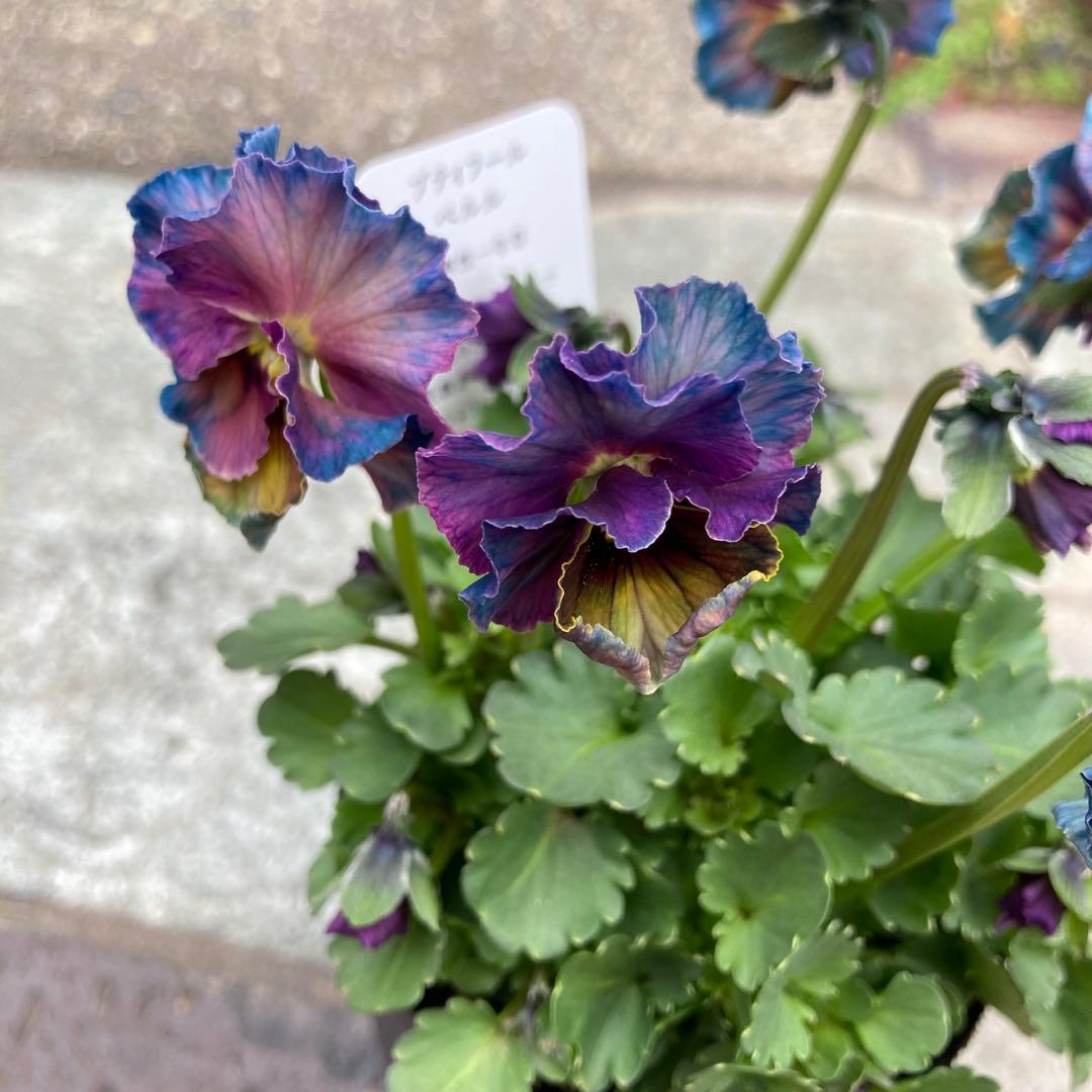 わ*び様 プティフール　ビオラ　宇宙なペルル　花苗　希少