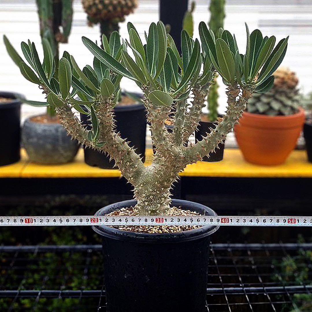 パキポディウム　デンシフローラム　塊根植物