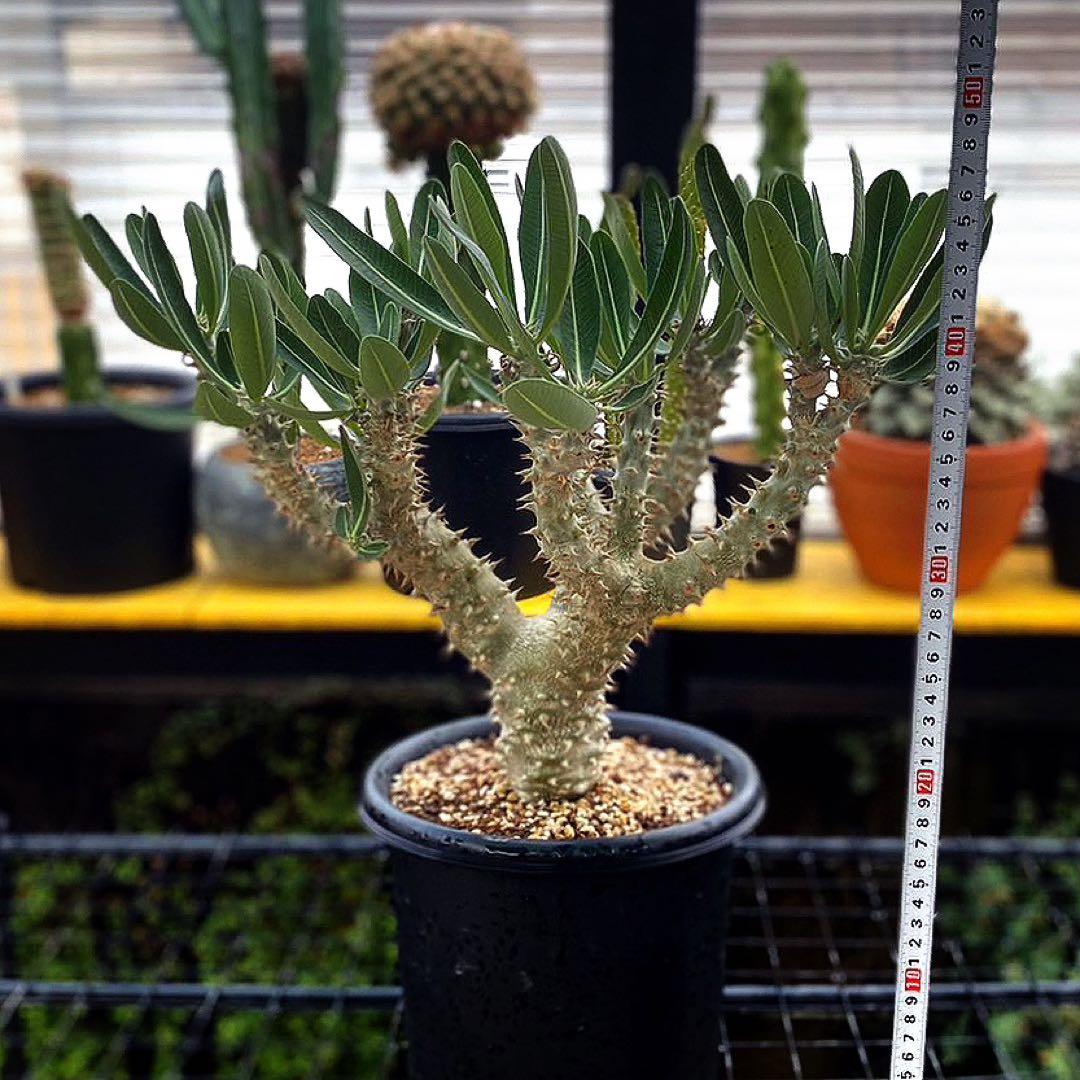 パキポディウム　デンシフローラム　塊根植物