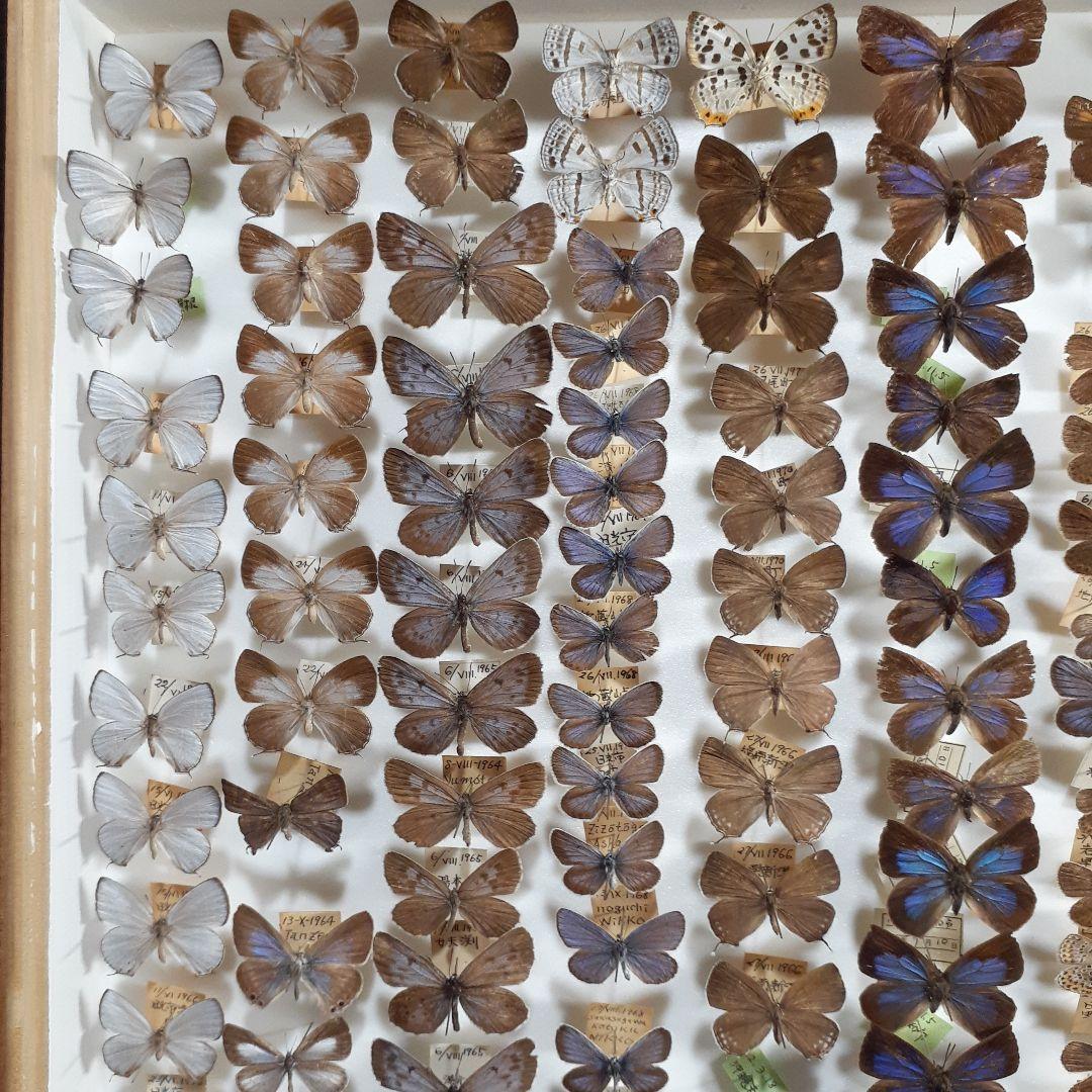 蝶標本　シジミチョウ22種180頭　大型ドイツ標本箱入り