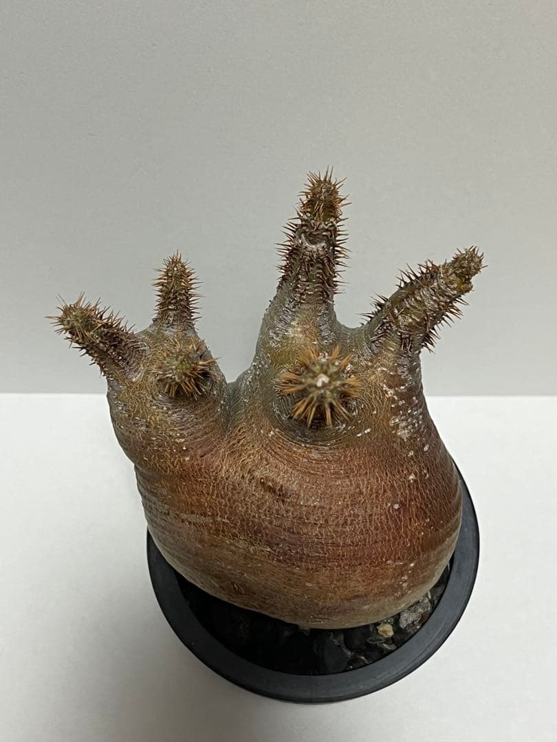 パキポディウム・グラキリス　ダブルヘッド　赤肌　緑肌　現地球