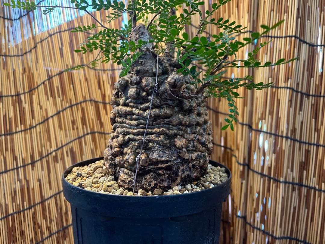 ✨✨✨オペクリカリアパキプス【麗イボ系◎王塊根形】検索/パキプス