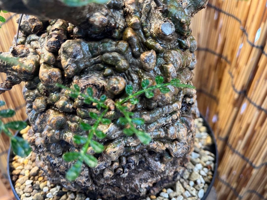 ✨✨✨オペクリカリアパキプス【麗イボ系◎王塊根形】検索/パキプス