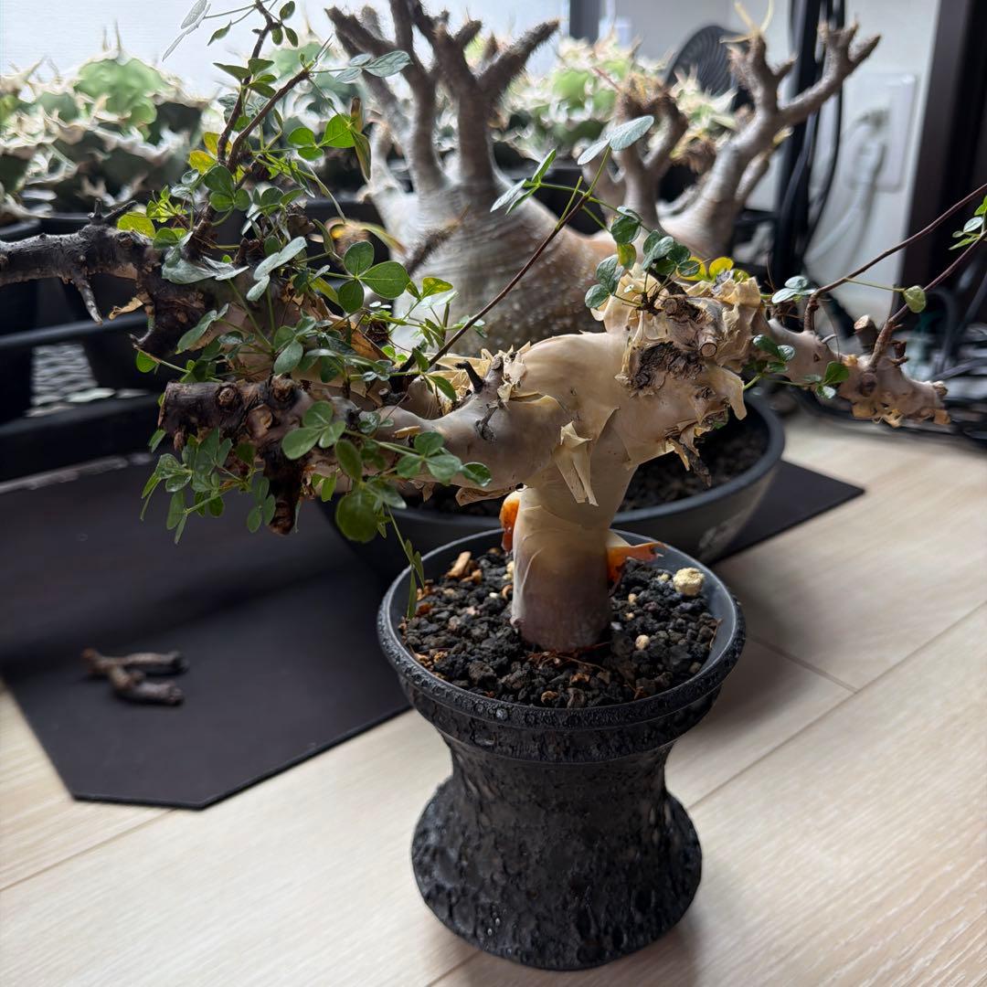 ［ブラックフライデー］コミフォラ ピュアカタフ カタチ製作所