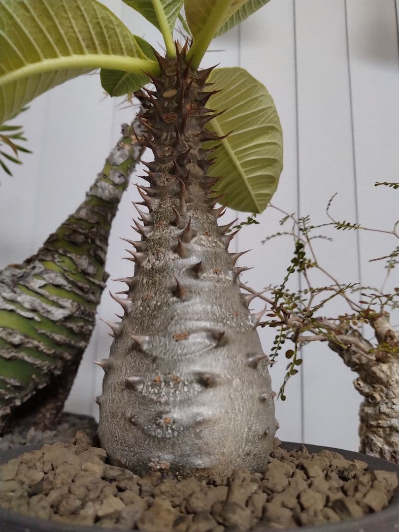 バロニー　実生　6年6カ月　むっちり　パキポディウム 厳選　グラキリス　パキプス