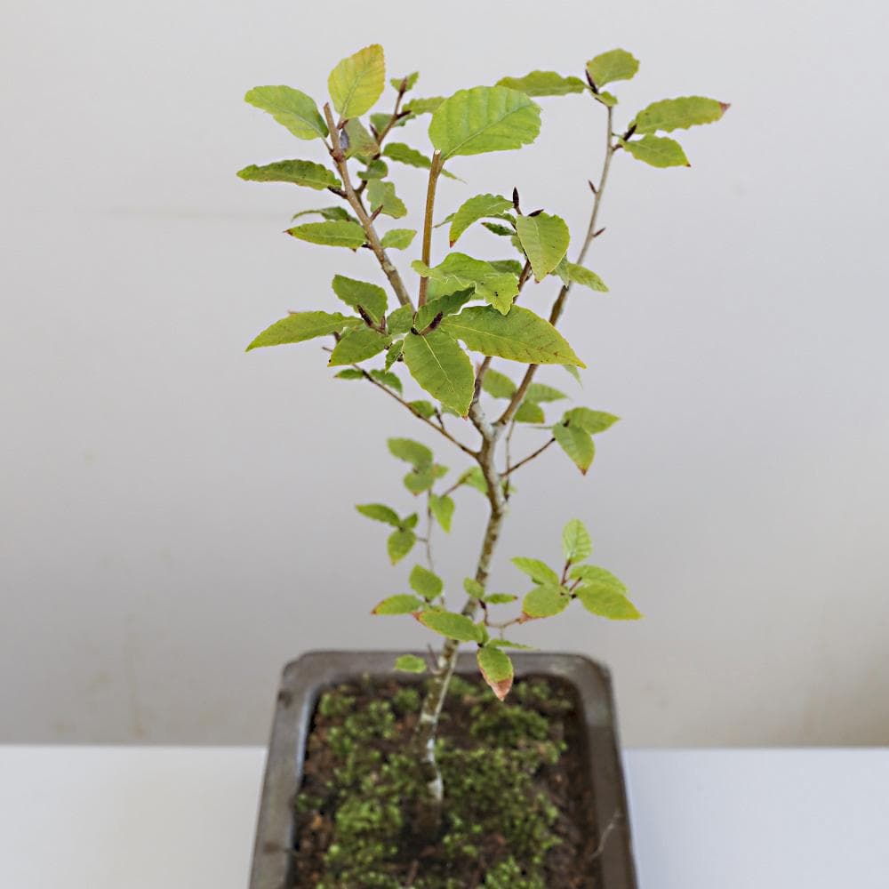 富士ブナ　盆栽（タキイの苗を購入）