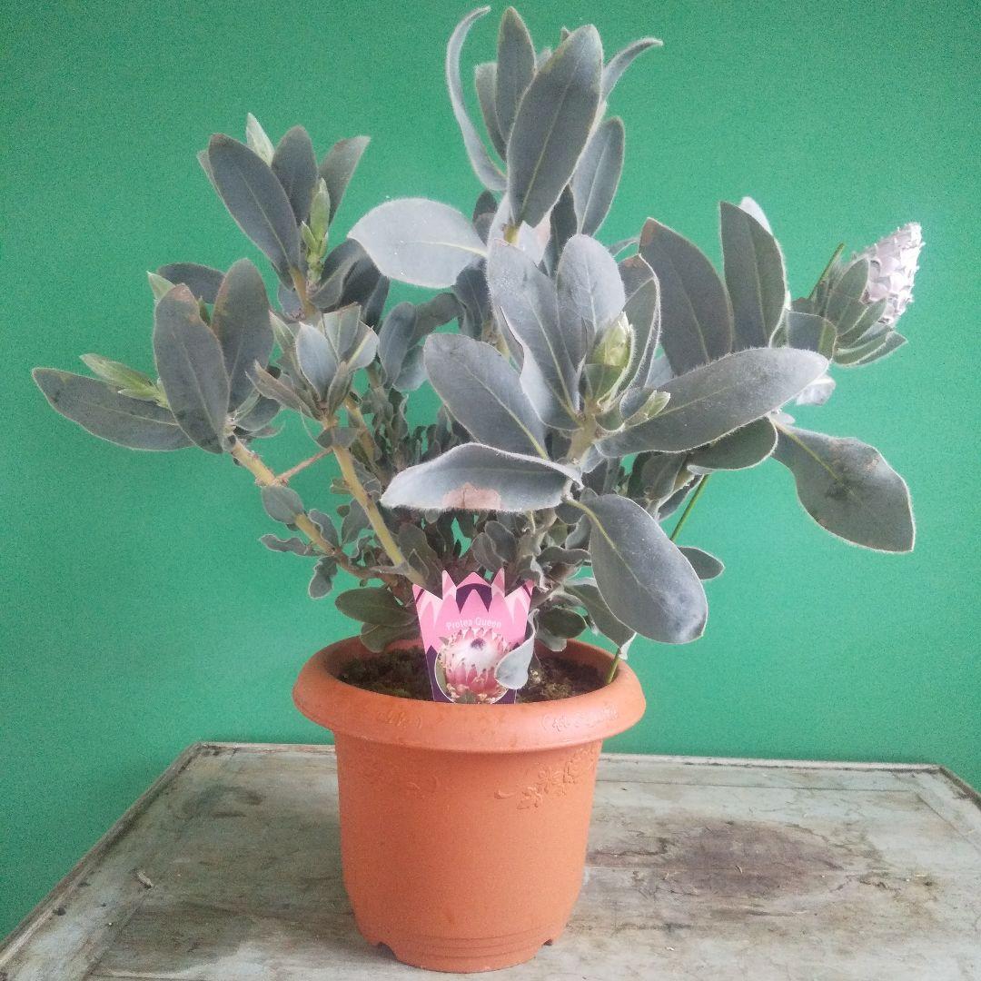 プロテア　クイーン　極太