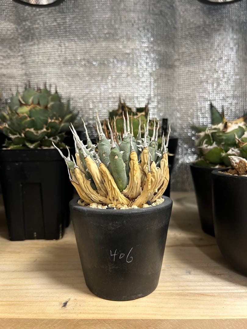 アガベ ユタエンシス　エボリスピナ