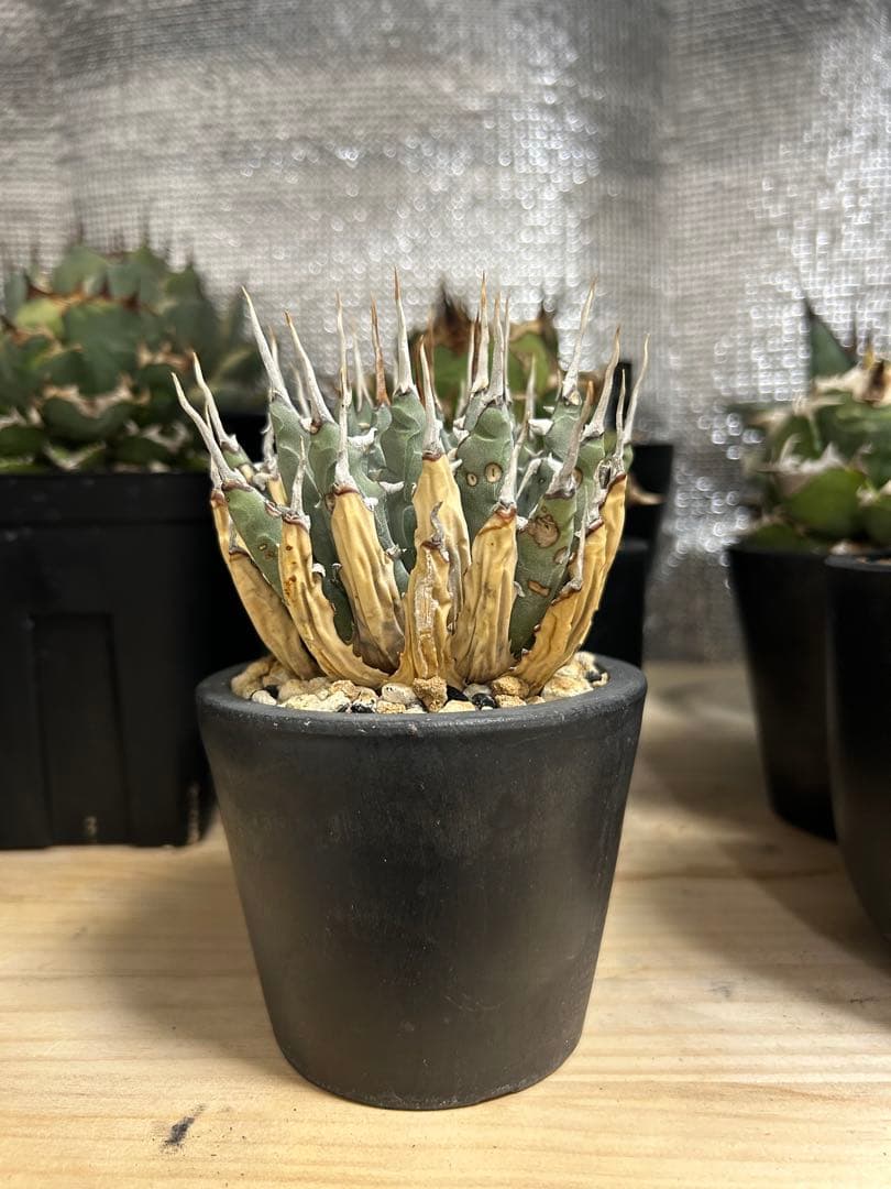 アガベ ユタエンシス　エボリスピナ