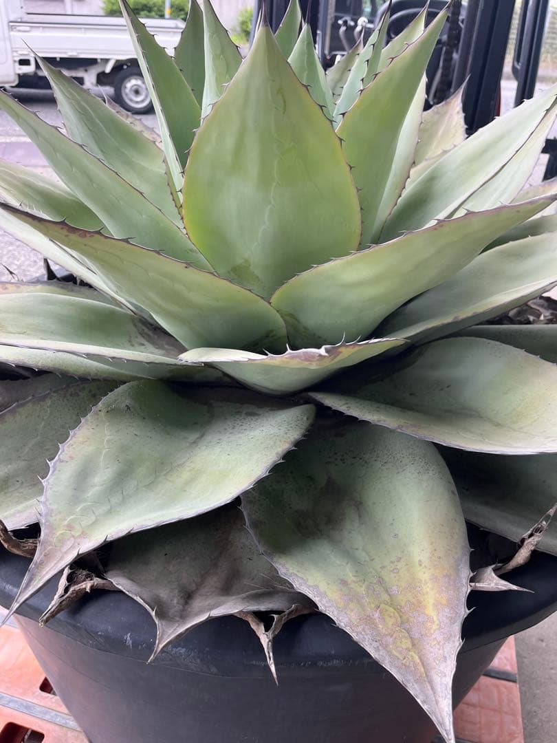 アガベ　オバティフォリア