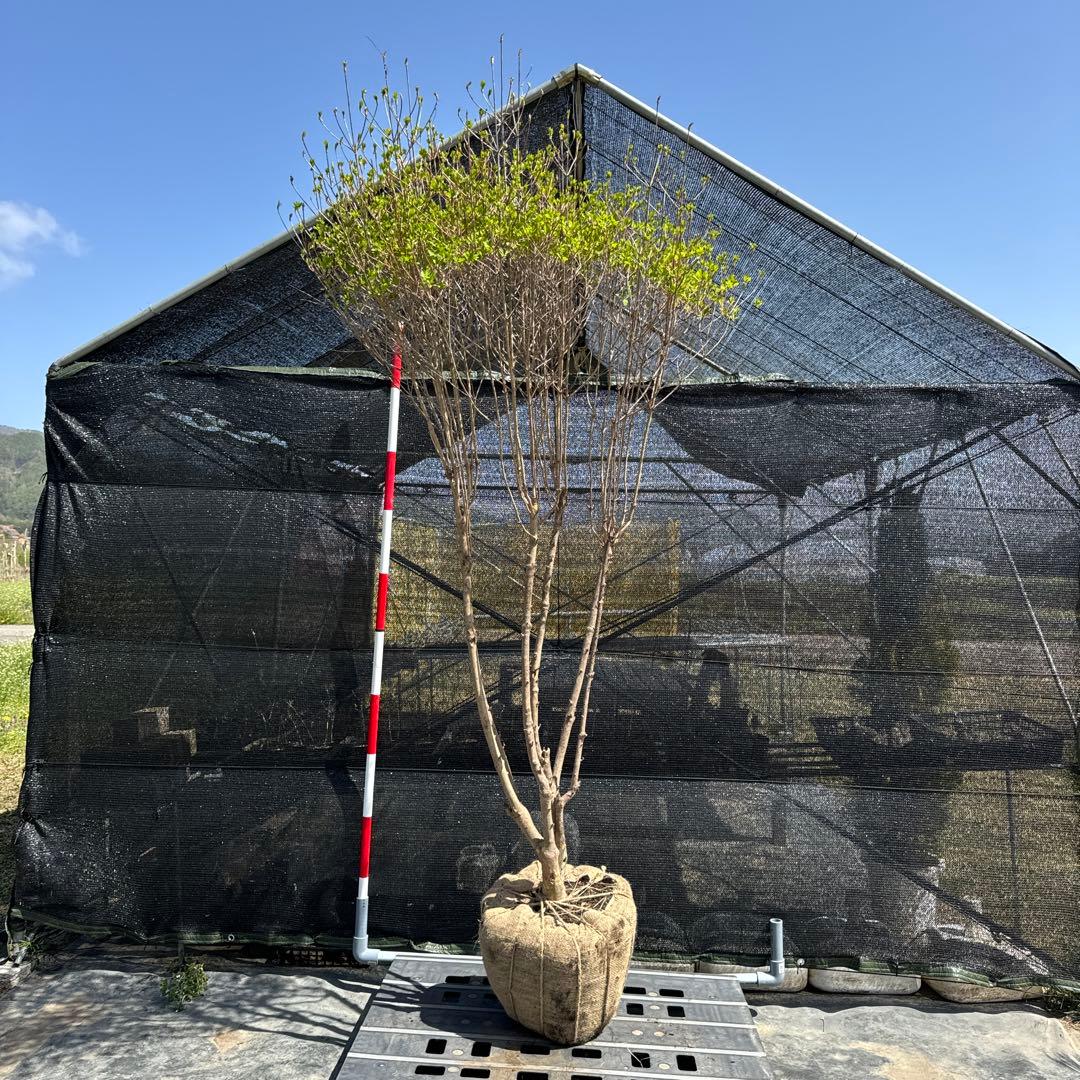 《お引き取り/本州配送可》特大株/ドウダンツツジ【現品限り】2-2