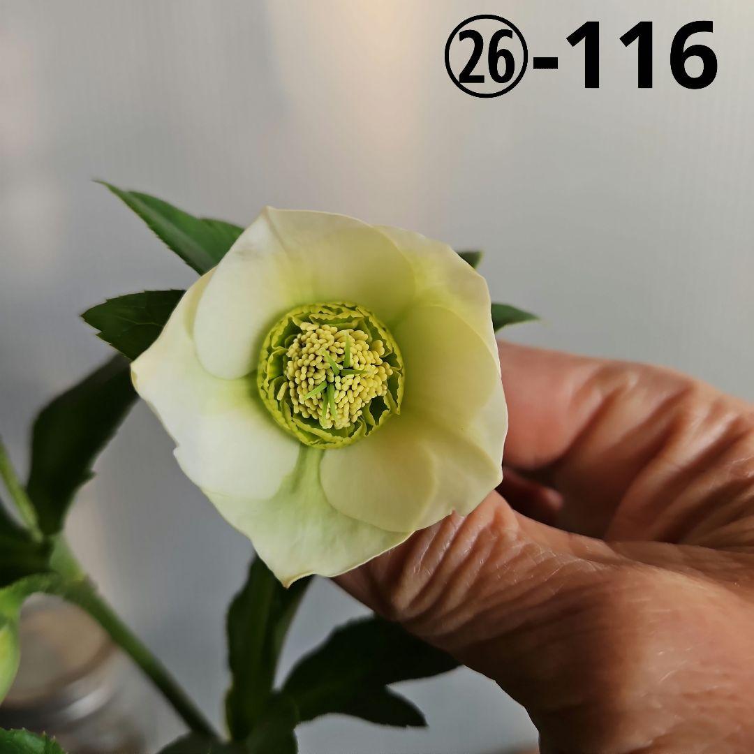 謙信様ご購入苗㉖-116㉖-122クリスマスローズ