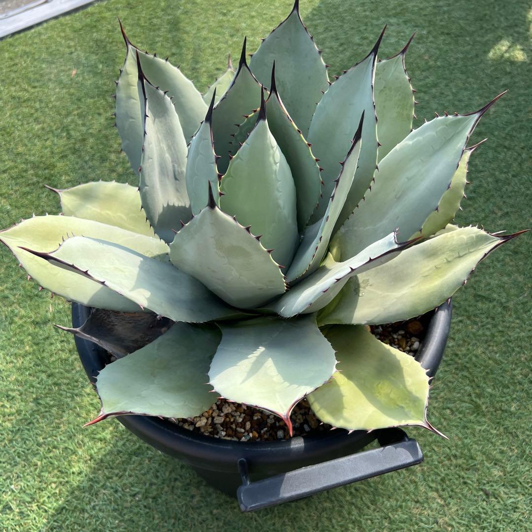 アガベ　パリーホーチエンシス　吉祥天