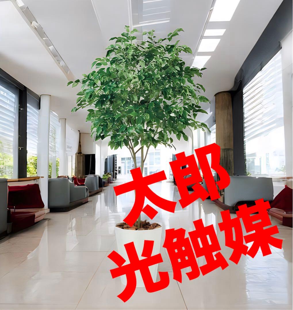光触媒　人工観葉植物　ウォール　フェイクグリーン　ベンジャミンワイド200FST