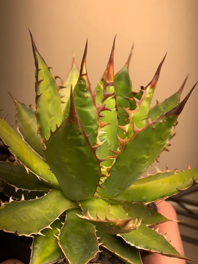 アガベ　ホリダ　裏棘　ぶつぶつ　オアハカ　オテロイ　USA ロックガーデン